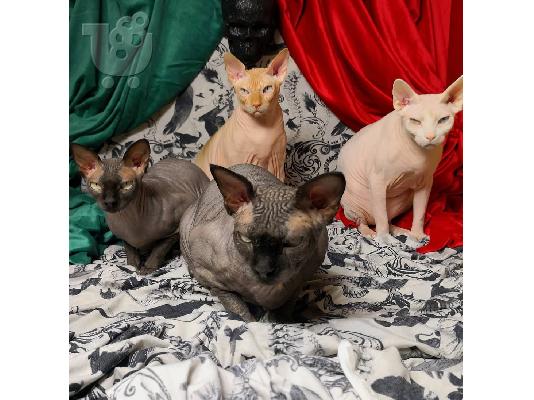 γατάκια sphynx